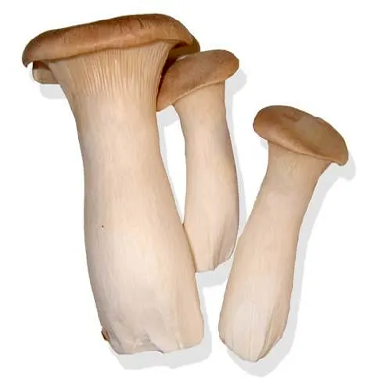 Eringi mushroom per 0.5kg