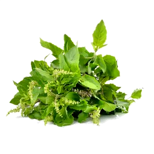 Holy basil per bundle 50g-100g